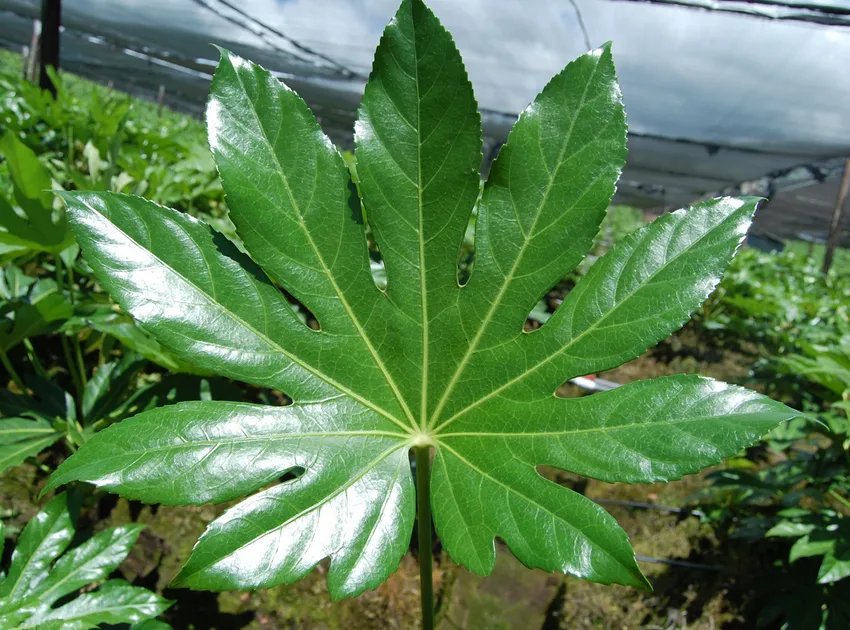 fatsia japonica plant showing characteristic features