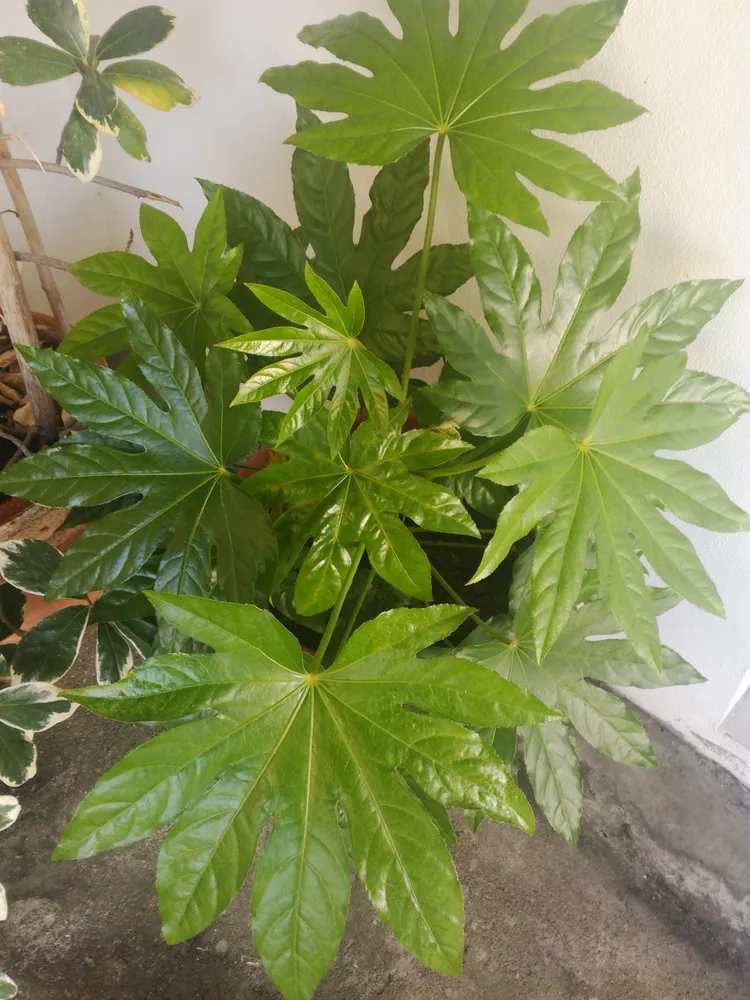 fatsia japonica plant showing characteristic features