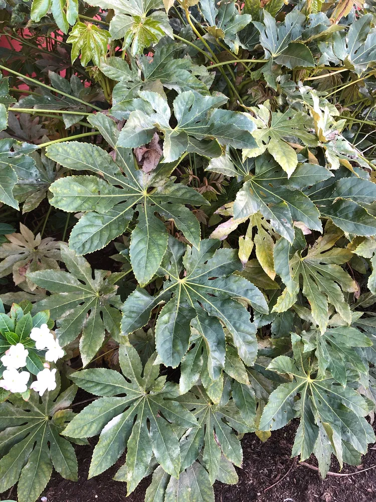 fatsia japonica plant showing characteristic features