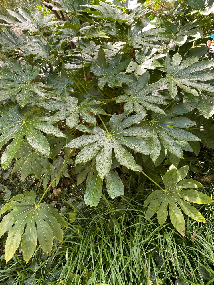 fatsia japonica plant showing characteristic features