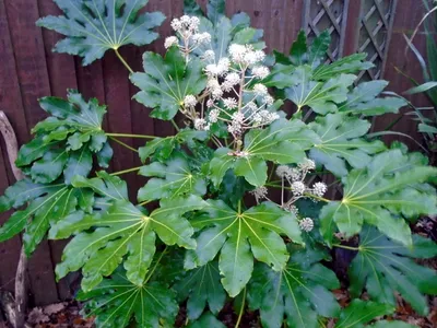 thumbnail fatsia japonica