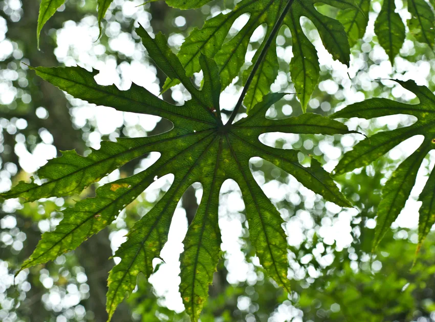 fatsia polycarpa plant showing characteristic features