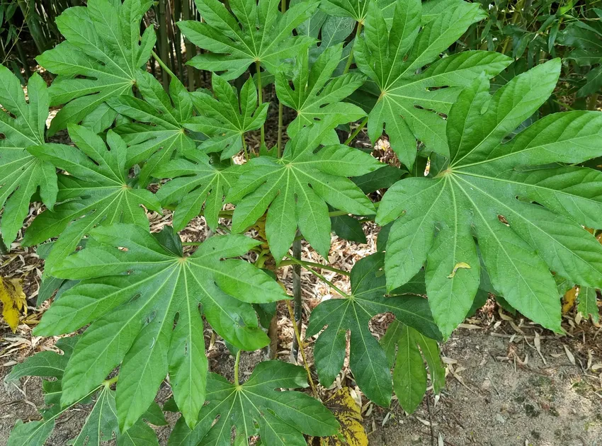 fatsia polycarpa plant showing characteristic features