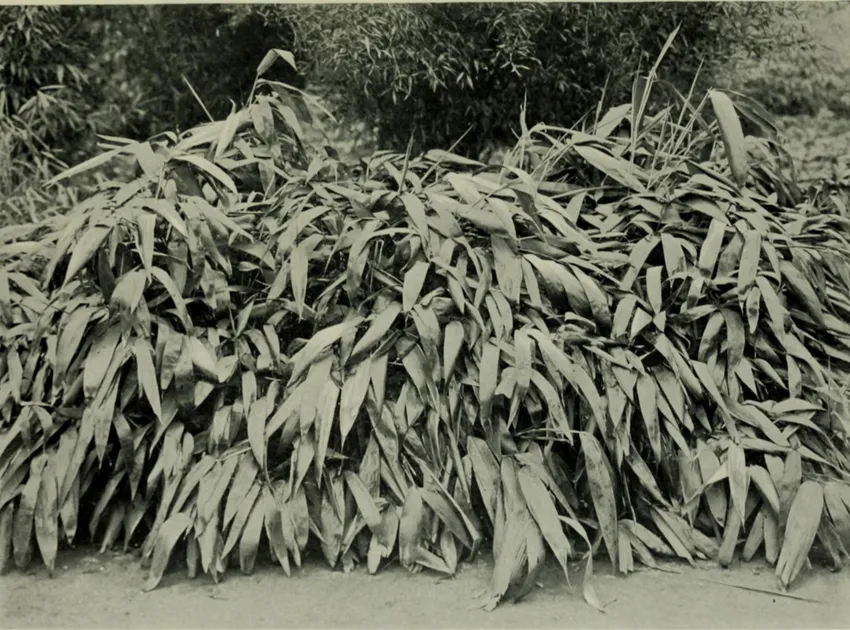 fatsia polycarpa plant showing characteristic features