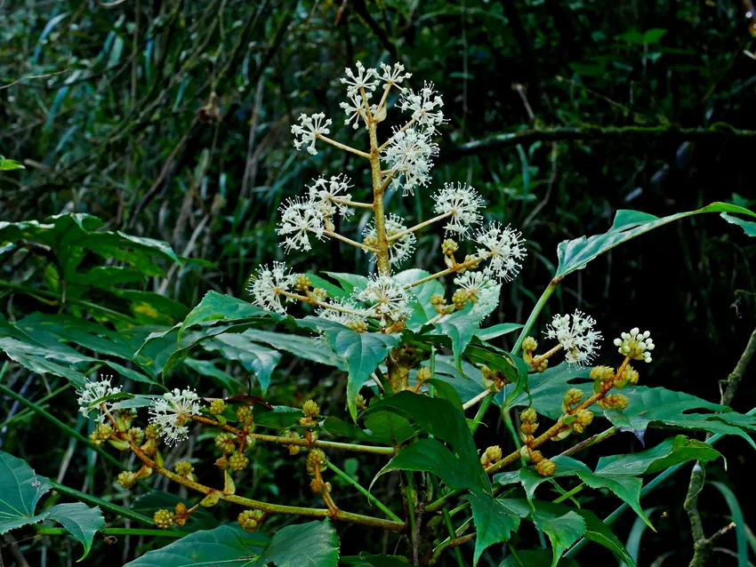 fatsia polycarpa plant showing characteristic features