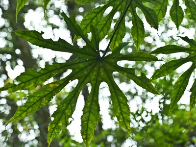 thumbnail fatsia polycarpa