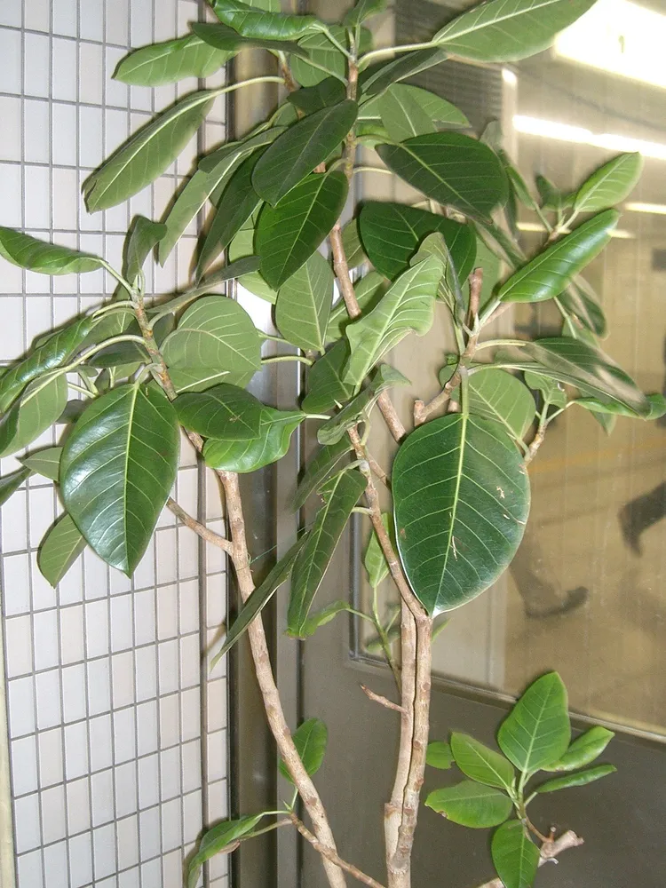 Plante ficus altissima montrant ses caractéristiques typiques