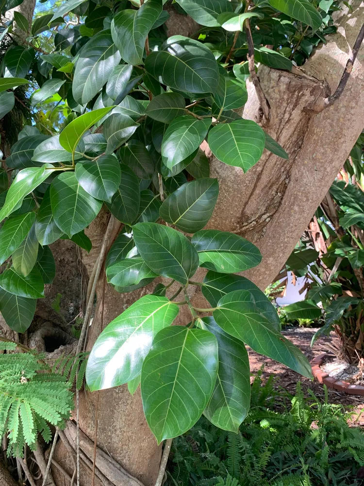 Plante ficus altissima montrant ses caractéristiques typiques