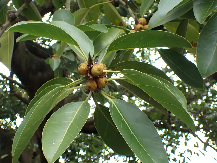 Plante ficus altissima montrant ses caractéristiques typiques