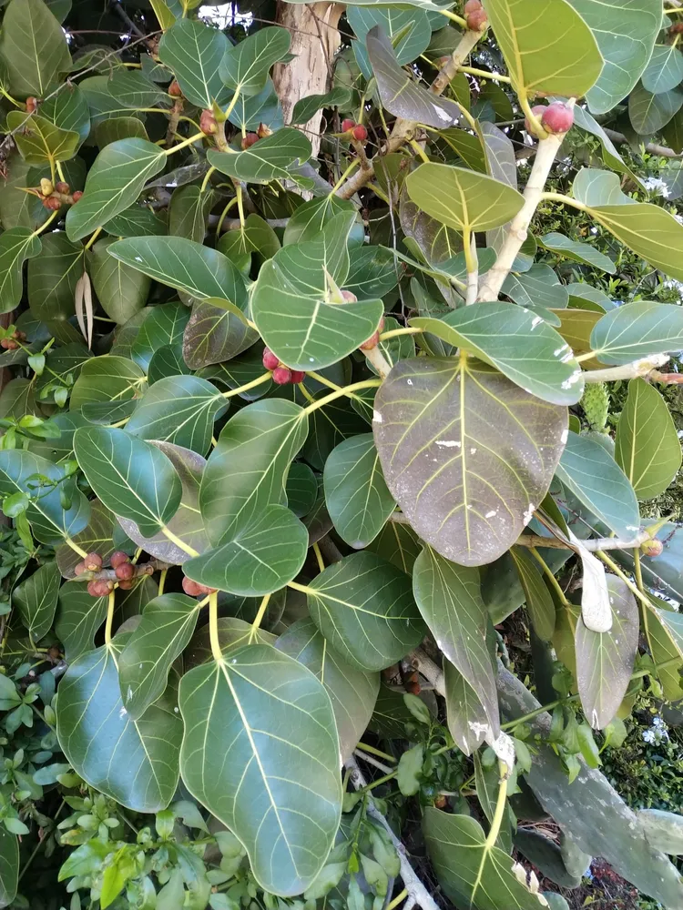 Plante ficus benghalensis montrant ses caractéristiques typiques