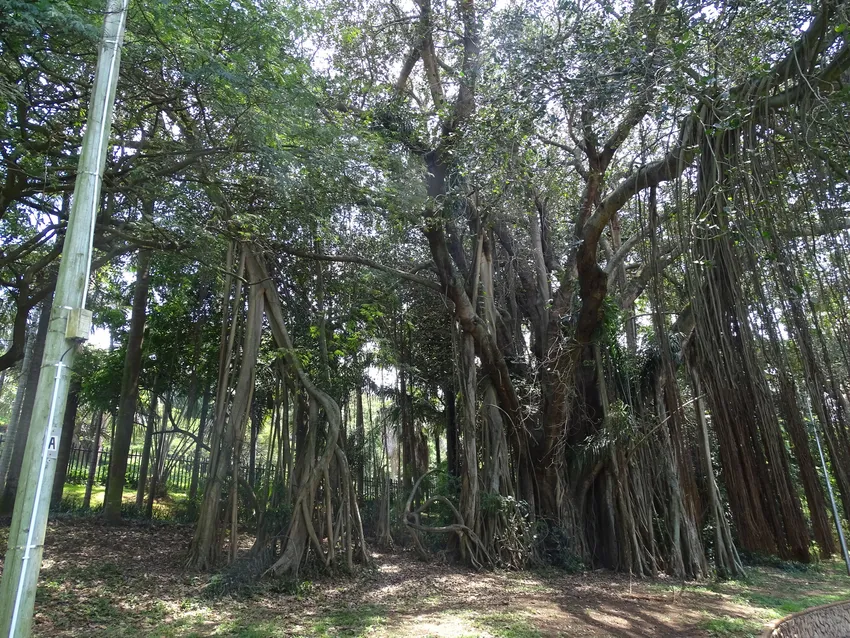 Plante ficus benghalensis montrant ses caractéristiques typiques