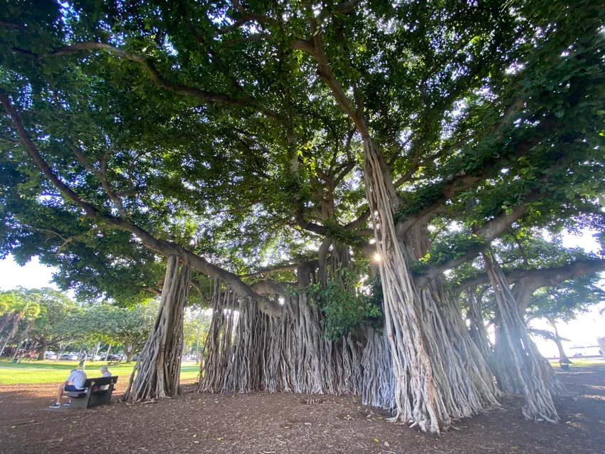 Plante ficus benghalensis montrant ses caractéristiques typiques