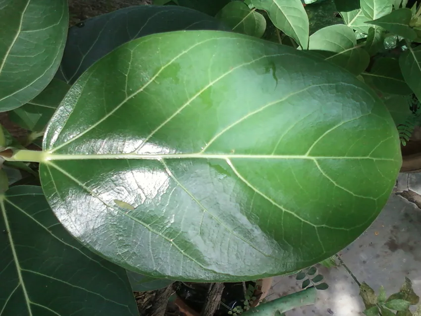 Plante ficus benghalensis montrant ses caractéristiques typiques