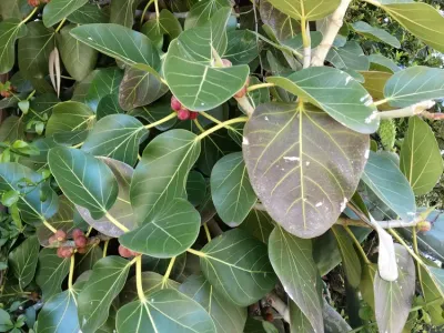 Image miniature de ficus benghalensis