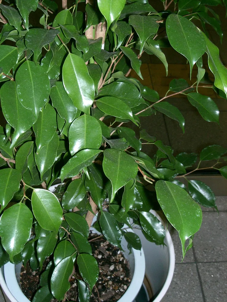 Plante ficus benjamina montrant ses caractéristiques typiques