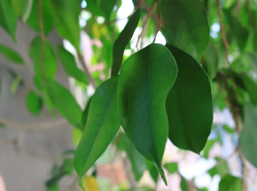 Plante ficus benjamina montrant ses caractéristiques typiques