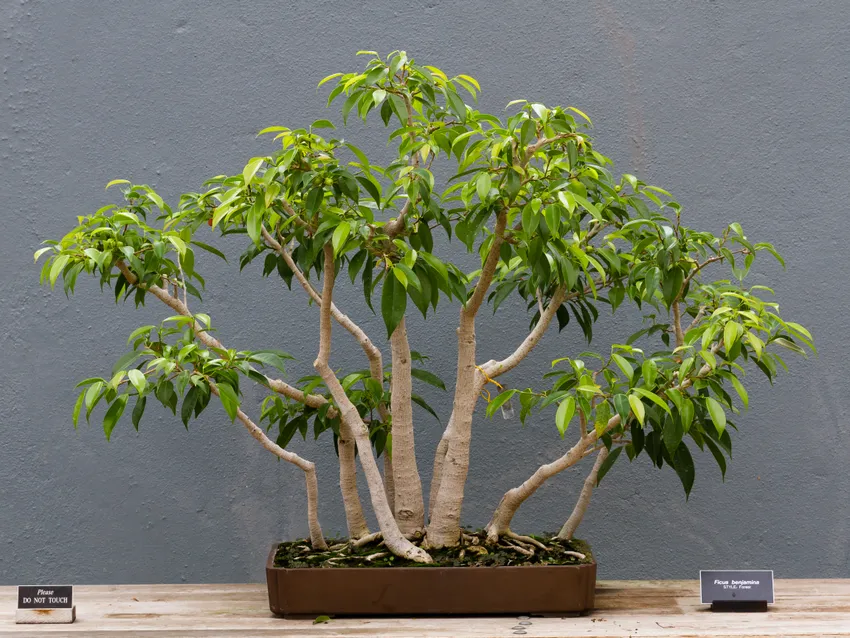 Plante ficus benjamina montrant ses caractéristiques typiques