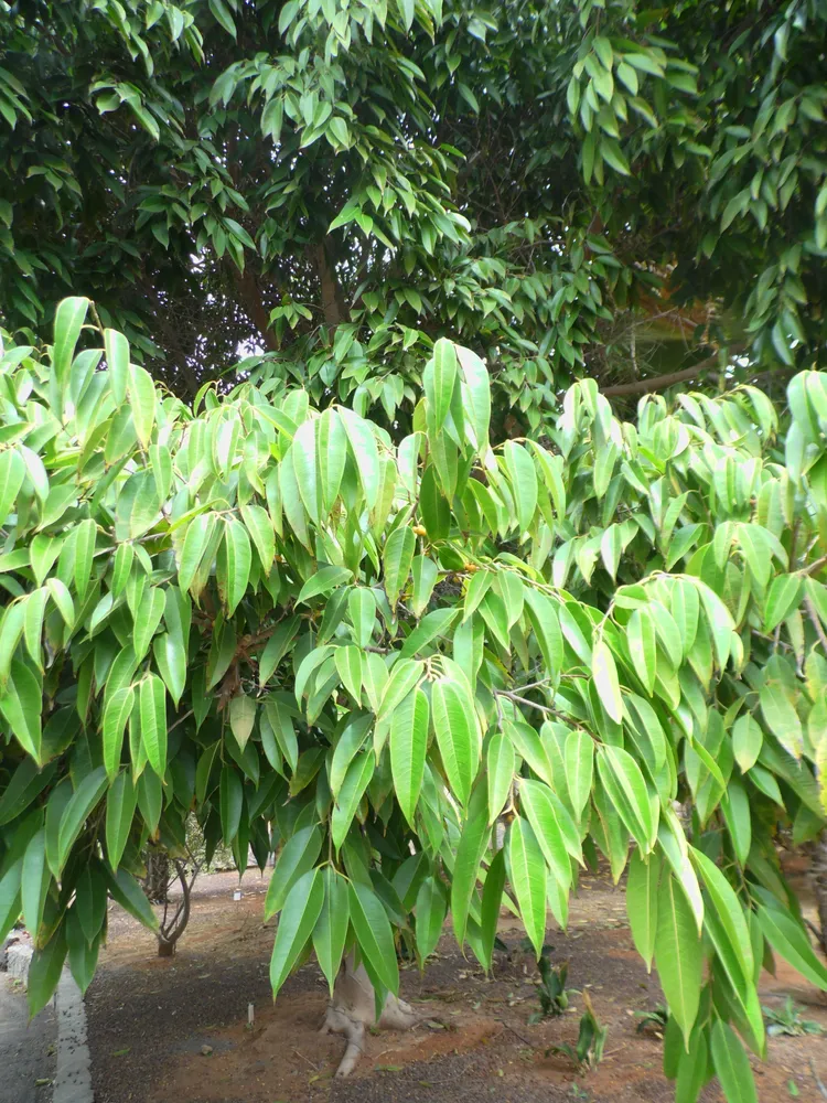 Plante ficus binnendijkii montrant ses caractéristiques typiques