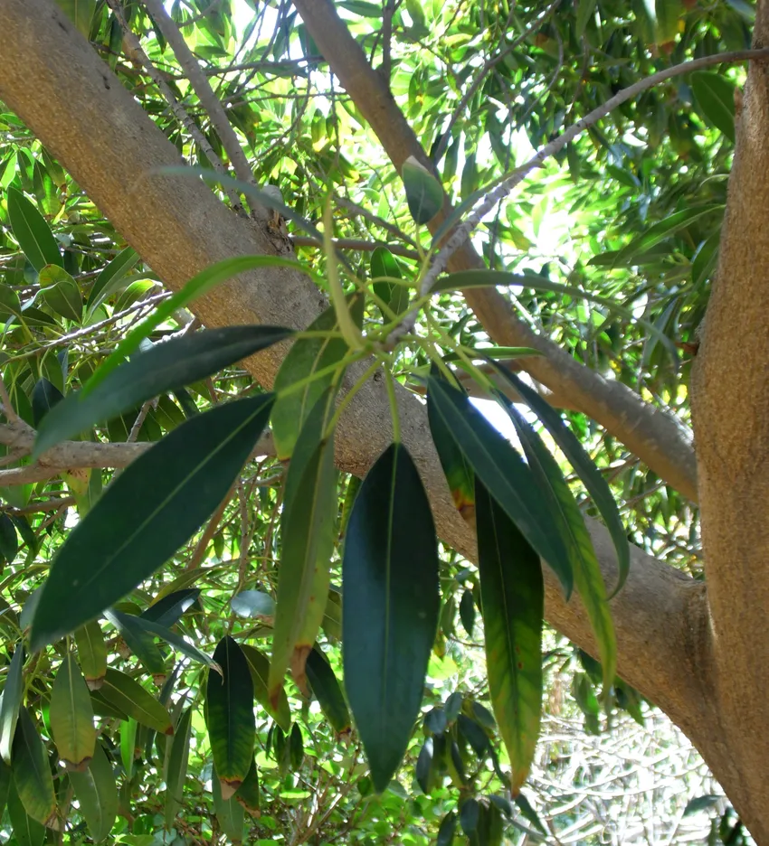 Plante ficus binnendijkii montrant ses caractéristiques typiques