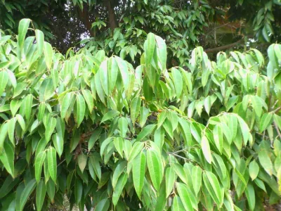 Image miniature de ficus binnendijkii