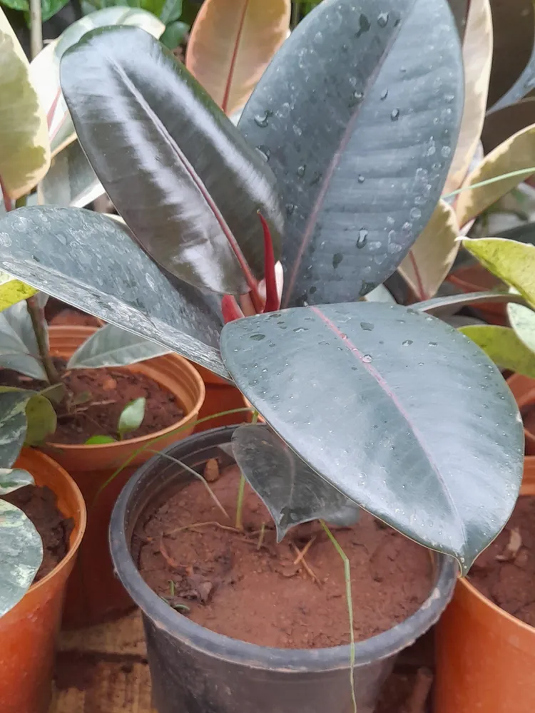 Plante ficus burgundy montrant ses caractéristiques typiques