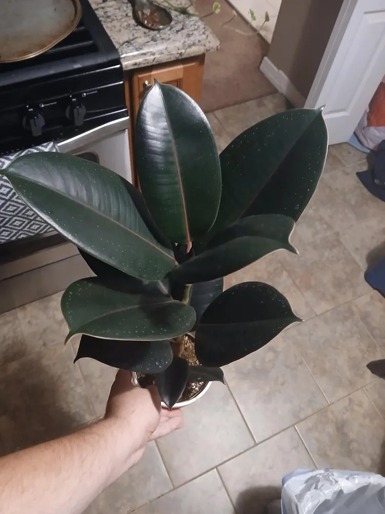 Plante ficus burgundy montrant ses caractéristiques typiques