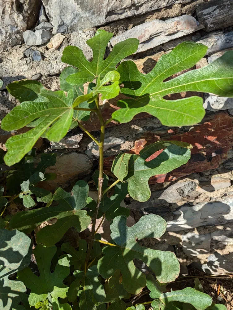 ficus carica plant showing characteristic features