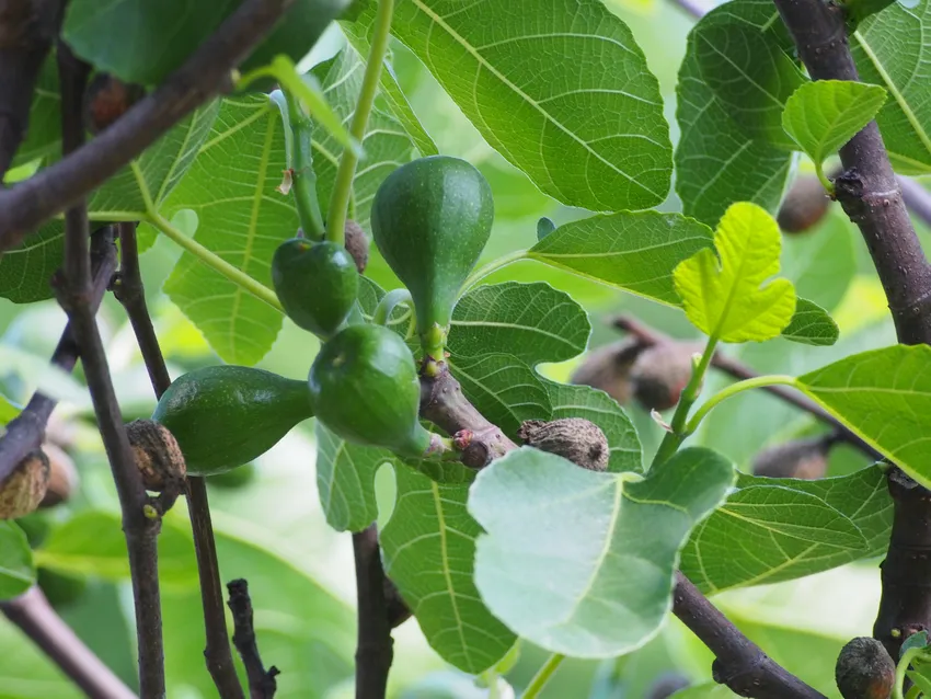 ficus carica plant showing characteristic features