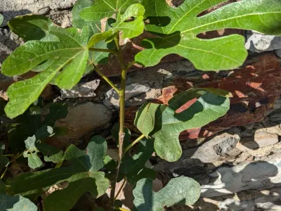 thumbnail ficus carica