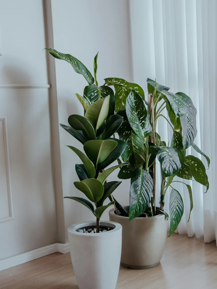 Plante ficus chloe montrant ses caractéristiques typiques