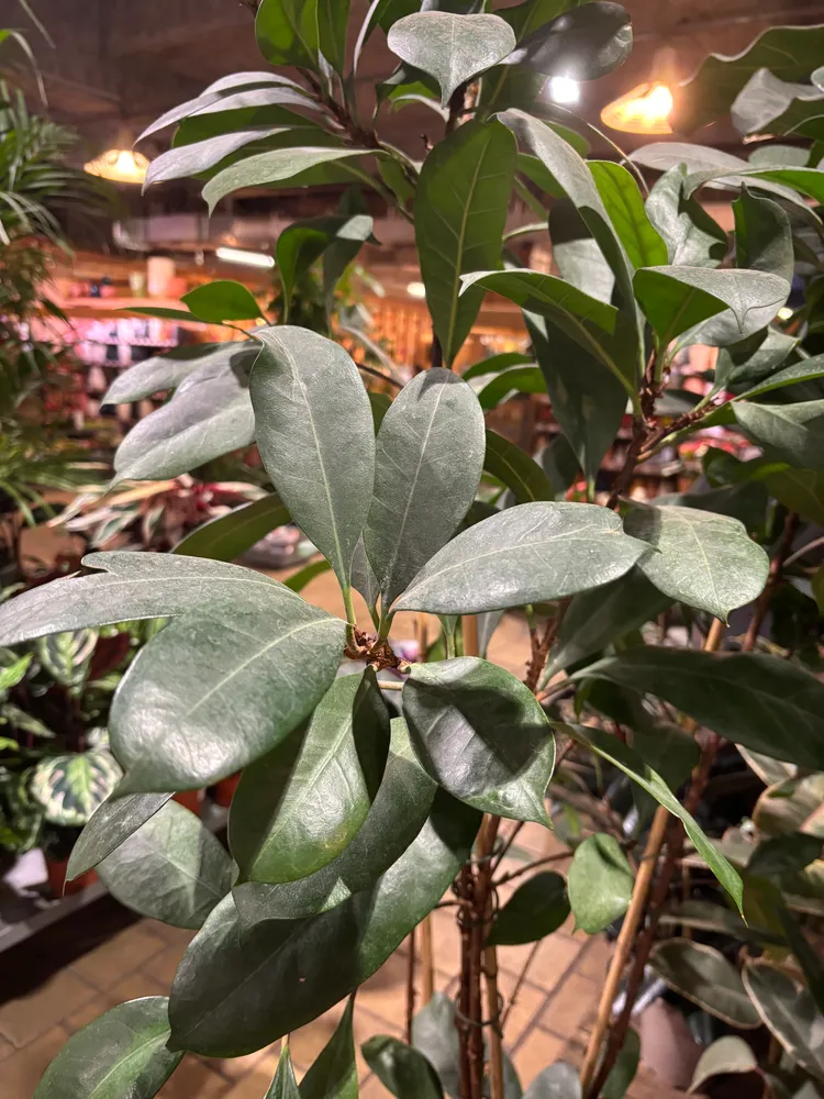 Plante ficus compacta montrant ses caractéristiques typiques