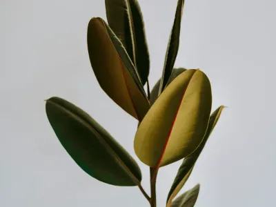 Image miniature de ficus decora