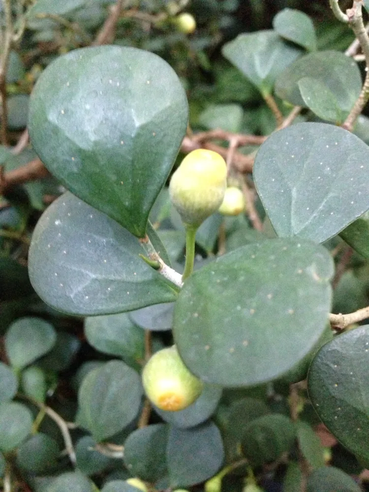 Plante ficus deltoidea montrant ses caractéristiques typiques