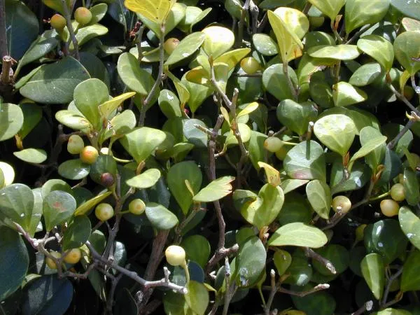 Plante ficus deltoidea montrant ses caractéristiques typiques