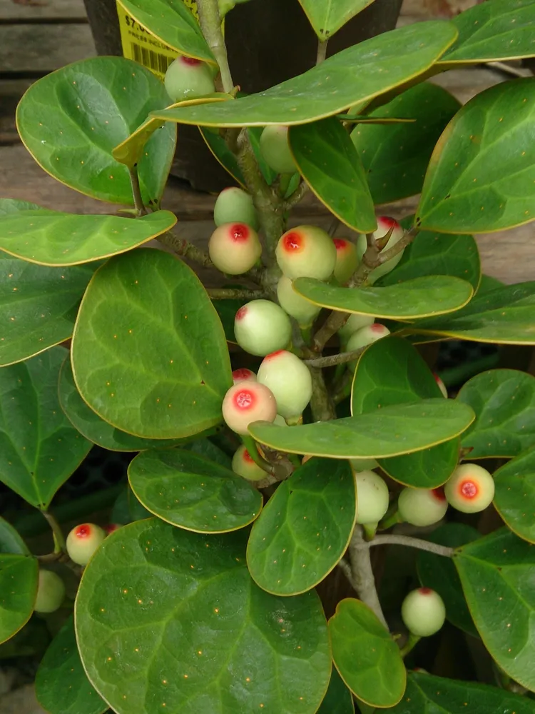 Plante ficus deltoidea montrant ses caractéristiques typiques