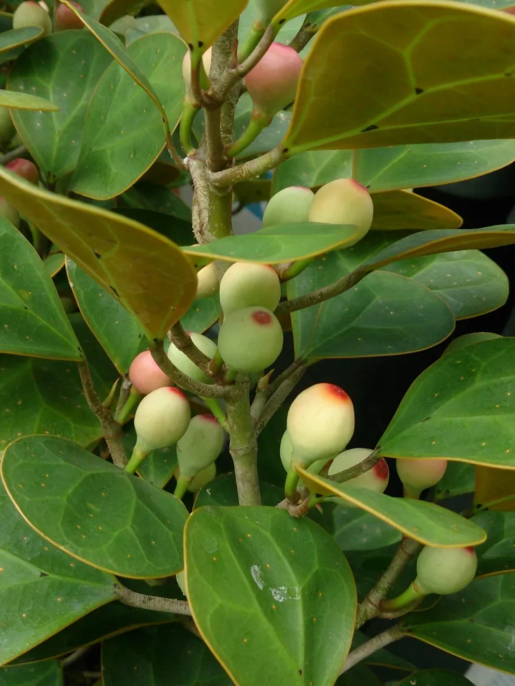 Plante ficus deltoidea montrant ses caractéristiques typiques