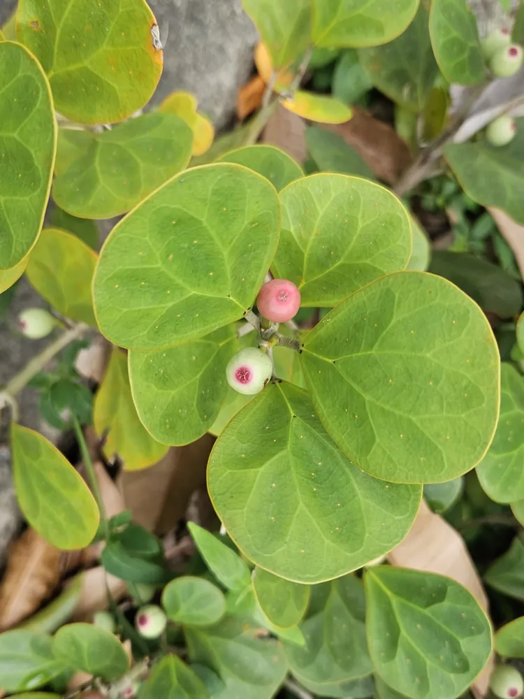 Plante ficus deltoidea montrant ses caractéristiques typiques