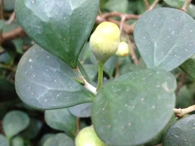 Image miniature de ficus deltoidea