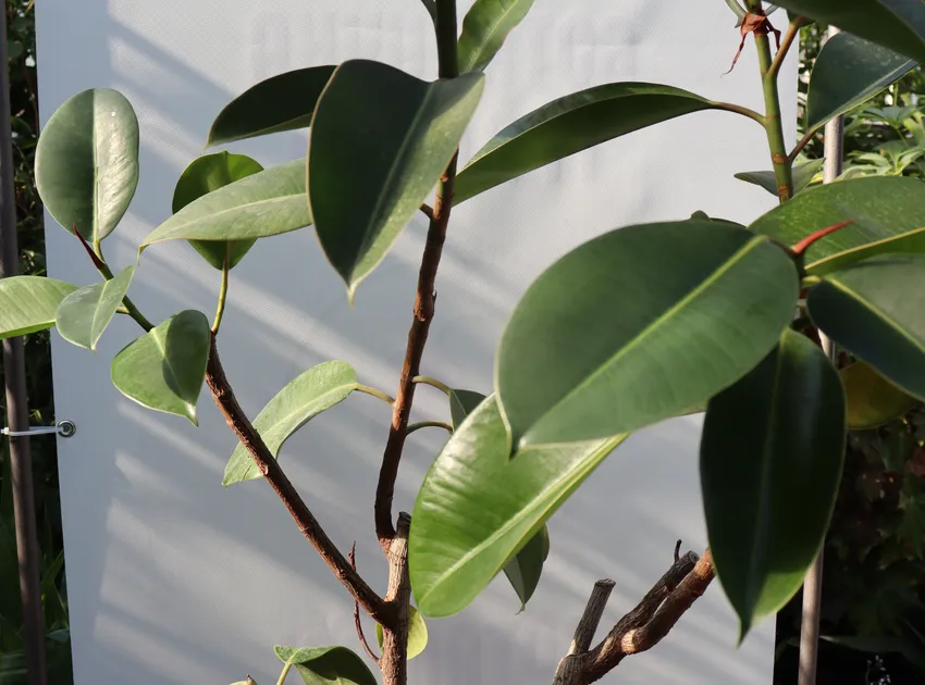 Plante ficus elastica montrant ses caractéristiques typiques