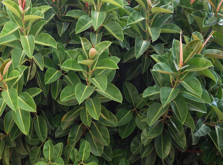 Plante ficus elastica montrant ses caractéristiques typiques