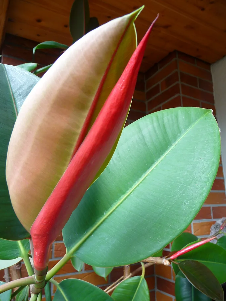 Plante ficus elastica montrant ses caractéristiques typiques