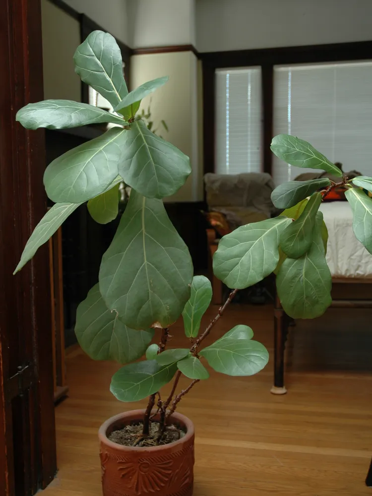 Plante ficus lyrata montrant ses caractéristiques typiques