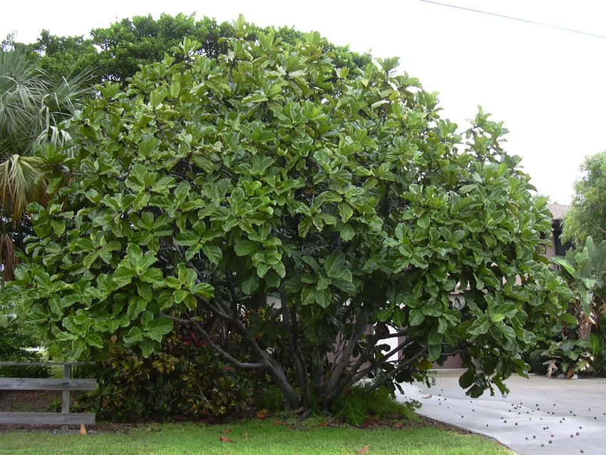 Plante ficus lyrata montrant ses caractéristiques typiques