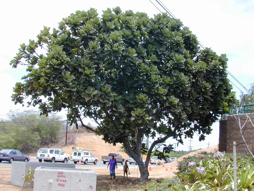 Plante ficus lyrata montrant ses caractéristiques typiques