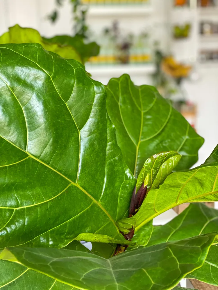 Plante ficus lyrata montrant ses caractéristiques typiques