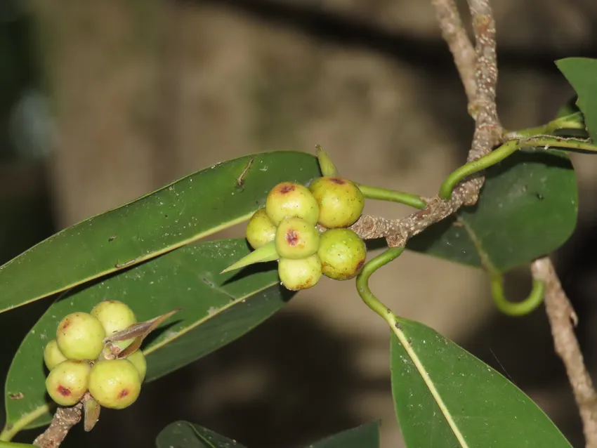 Plante ficus maclellandii montrant ses caractéristiques typiques