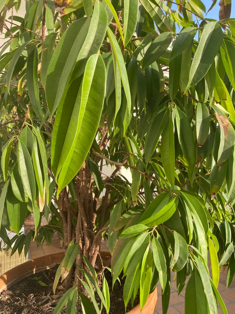 Plante ficus maclellandii montrant ses caractéristiques typiques