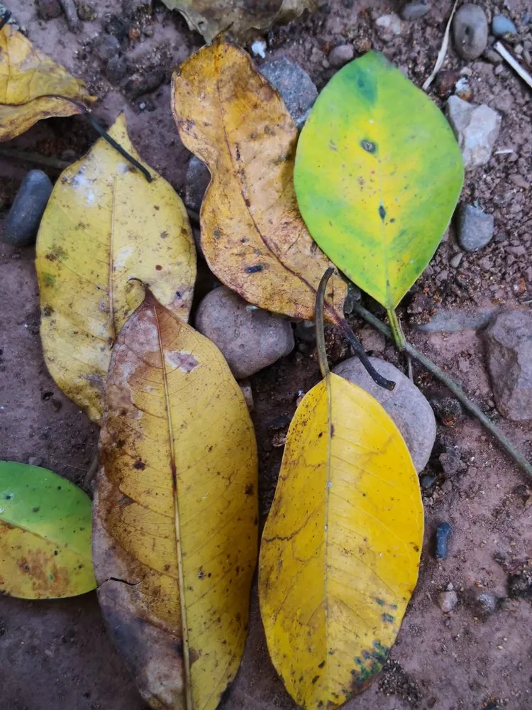 Plante ficus maclellandii montrant ses caractéristiques typiques