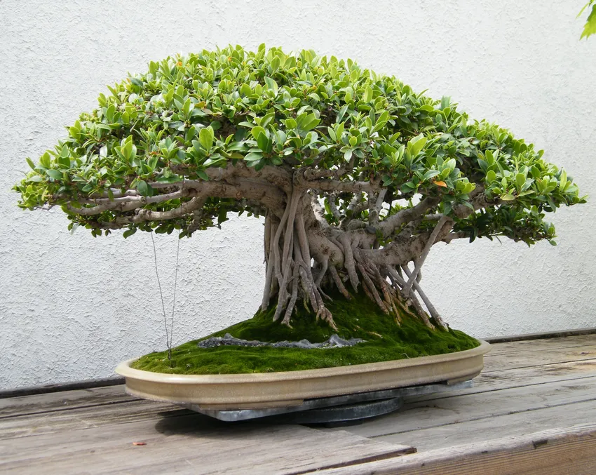 Plante ficus microcarpa montrant ses caractéristiques typiques