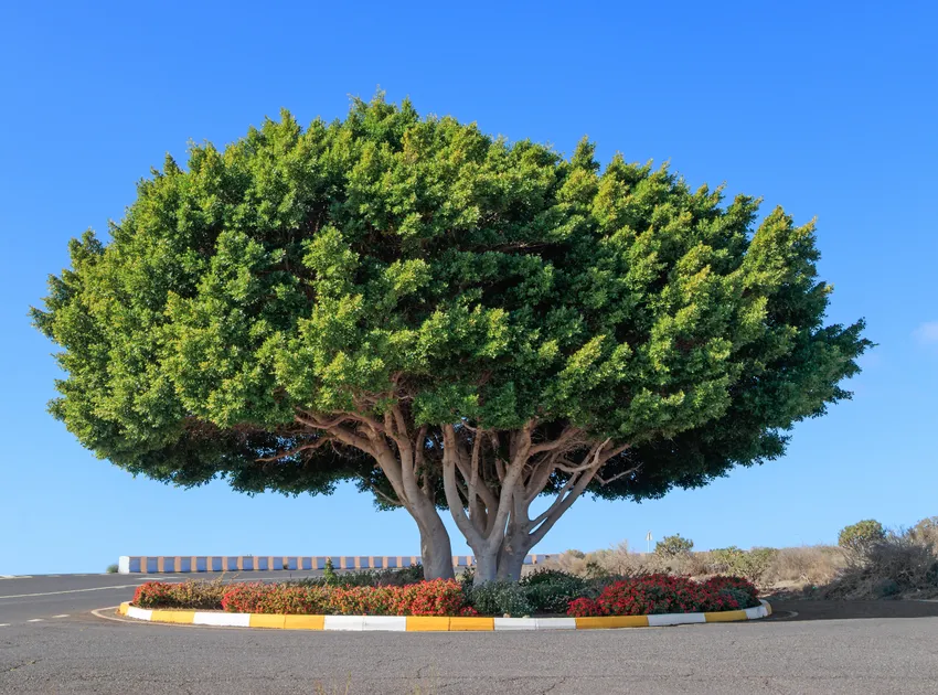 Plante ficus microcarpa montrant ses caractéristiques typiques